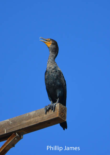  Double-breasted Cormorant